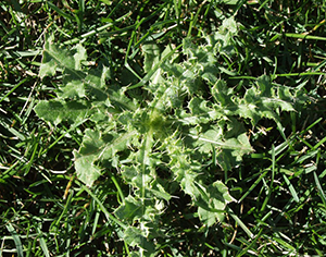 Image: broadleaf Plantain