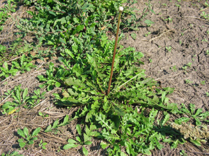 Image: broadleaf Plantain