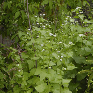 Image: broadleaf Plantain