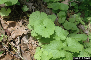 Image: broadleaf Plantain