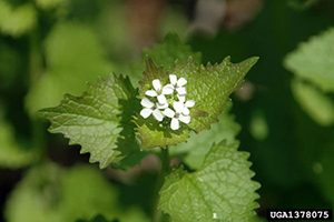 Image: broadleaf Plantain