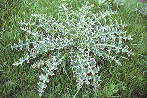 Image: broadleaf Plantain
