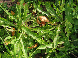 Image: broadleaf Plantain