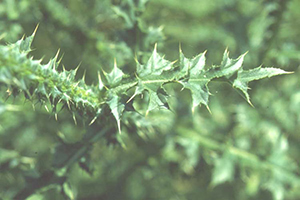 Image: broadleaf Plantain