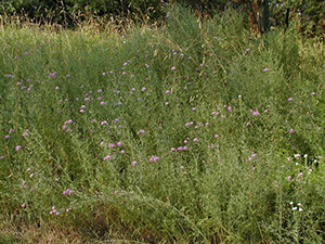 Image: broadleaf Plantain