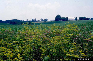 Image: broadleaf Plantain