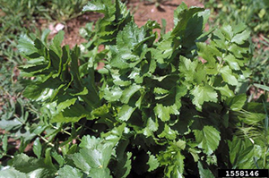 Image: broadleaf Plantain