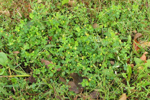 Image: broadleaf Plantain