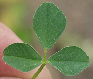 Image: broadleaf Plantain