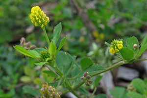 Image: broadleaf Plantain