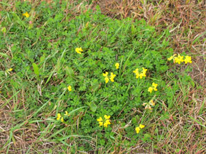 Image: broadleaf Plantain