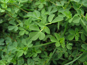 Image: broadleaf Plantain