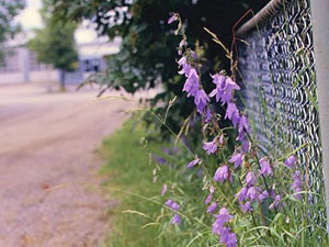 Image: broadleaf Plantain