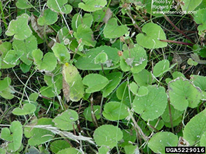 Image: broadleaf Plantain