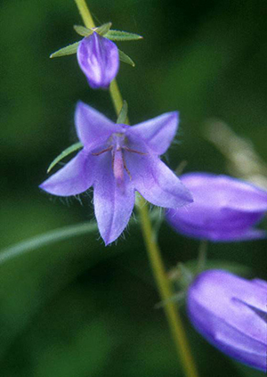 Image: broadleaf Plantain