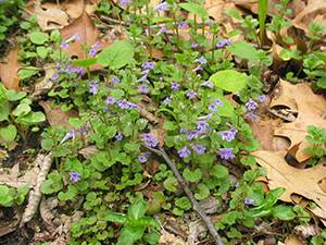 Image: broadleaf Plantain