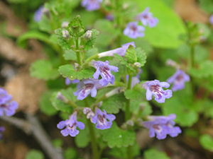 Image: broadleaf Plantain