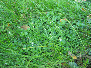 Image: broadleaf Plantain