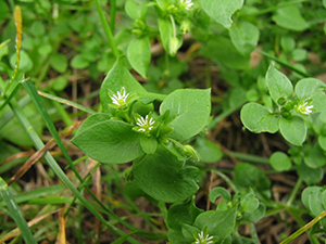 Image: broadleaf Plantain