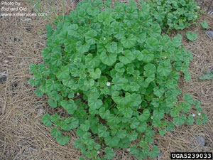 Image: broadleaf Plantain