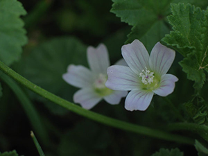 Image: broadleaf Plantain