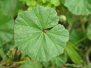 Image: broadleaf Plantain