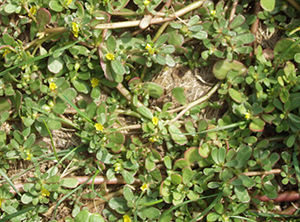 Image: broadleaf Plantain