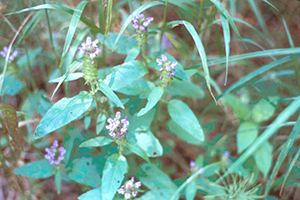 Image: broadleaf Plantain