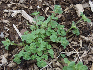 Image: broadleaf Plantain