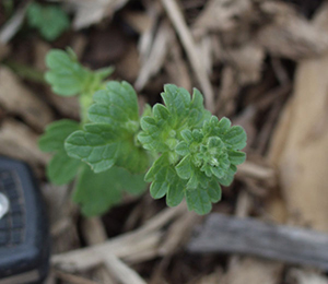 Image: broadleaf Plantain