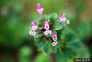 Image: broadleaf Plantain