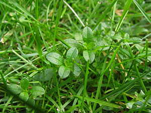 Image: broadleaf Plantain