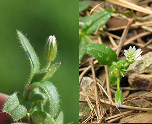 Image: broadleaf Plantain