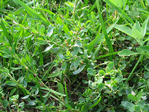 Image: broadleaf Plantain