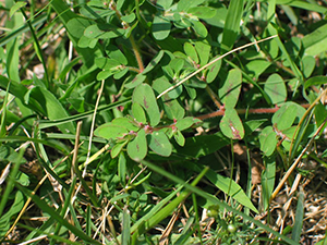 Image: broadleaf Plantain