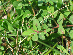 Image: broadleaf Plantain