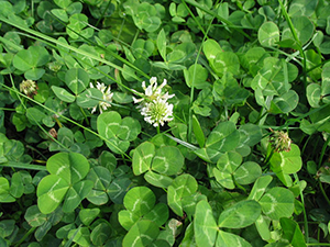 Image: broadleaf Plantain