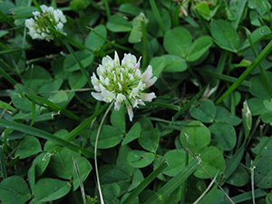 Image: broadleaf Plantain