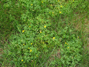 Image: broadleaf Plantain