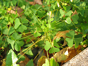 Image: broadleaf Plantain