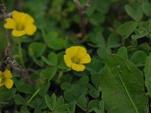 Image: broadleaf Plantain