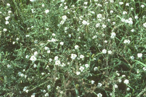 Image: broadleaf Plantain