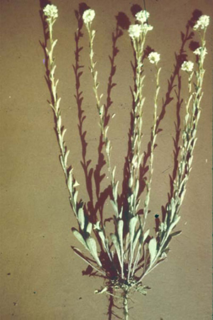 Image: broadleaf Plantain