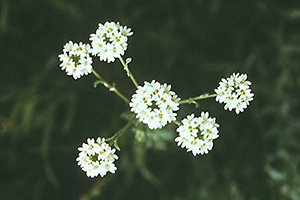 Image: broadleaf Plantain