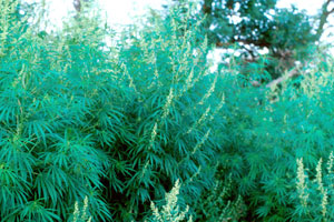 Image: broadleaf Plantain