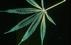 Image: broadleaf Plantain