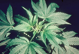 Image: broadleaf Plantain