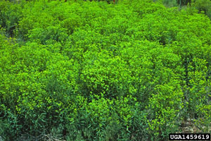 Image: broadleaf Plantain