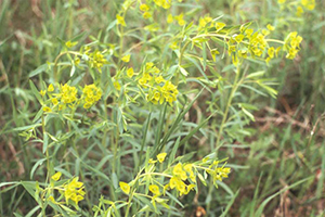 Image: broadleaf Plantain