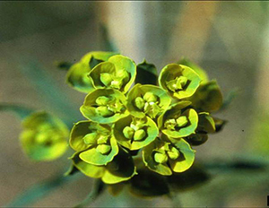 Image: broadleaf Plantain